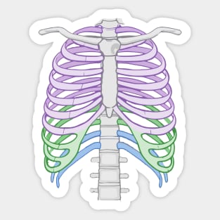 Colourful Ribcage Sticker